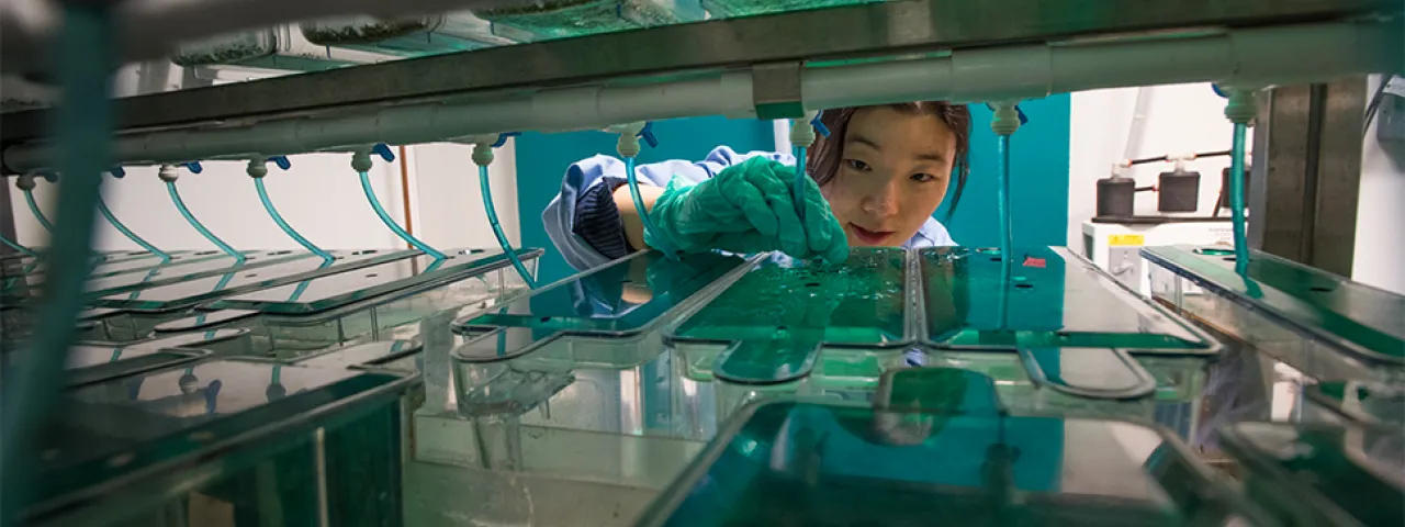 Student in Michael Barresi's lab