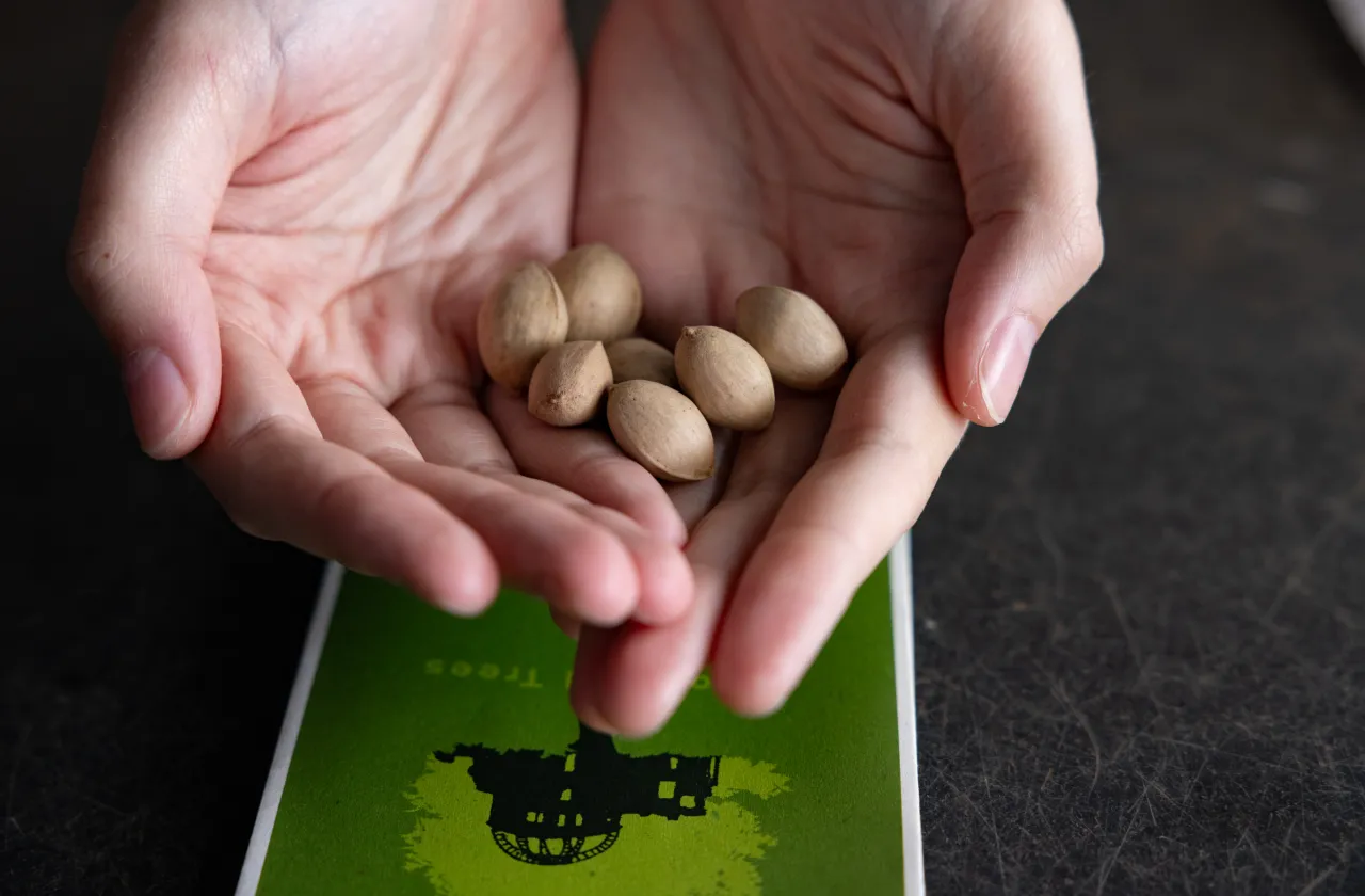 Hands hold seven tan ginkgo seeds from a tree in Hiroshima