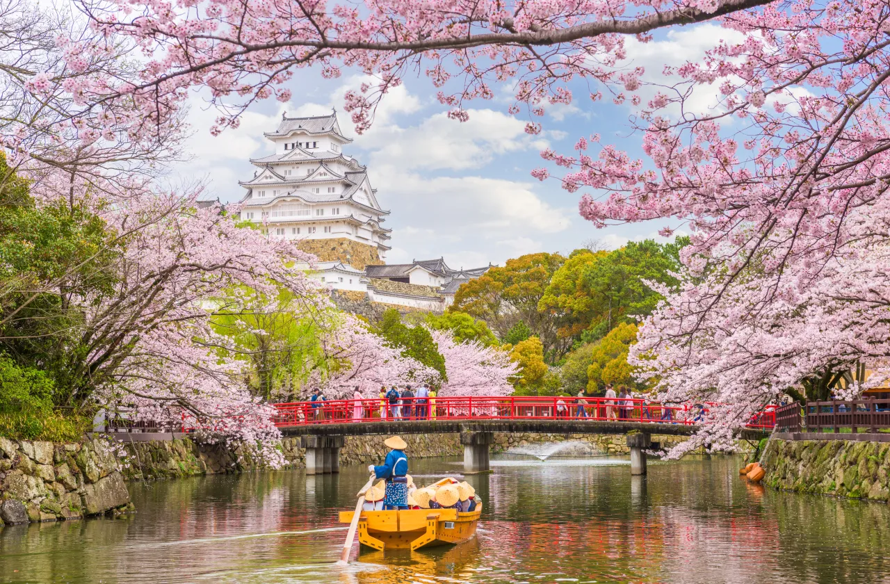 Cherry blossoms on a river in Japan