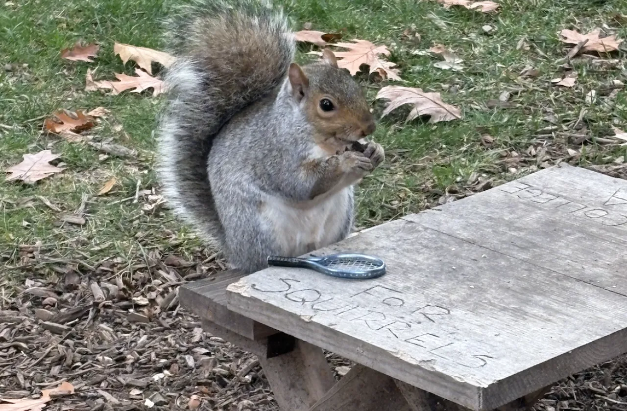 A gray squirrel sitting at a tiny picnic table enjoying an acorn.