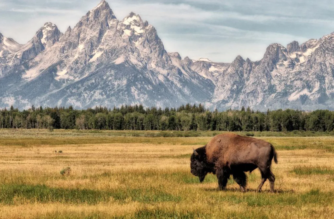 A buffalo grazing in a field with mountains in the background