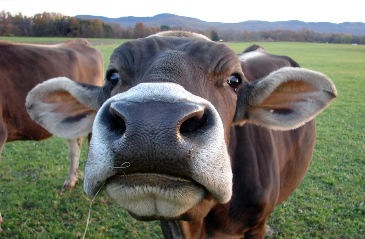 Clifford the Cow noses the camera