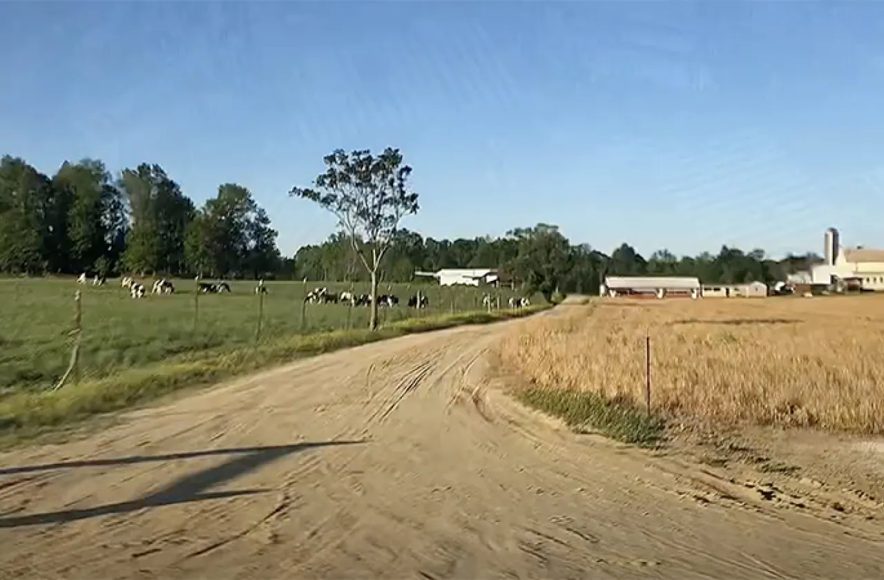 Rural farm scene with road, barn, cows and silo