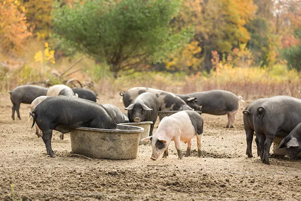 Black River Produce