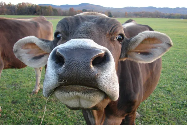 Maple Valley Creamery