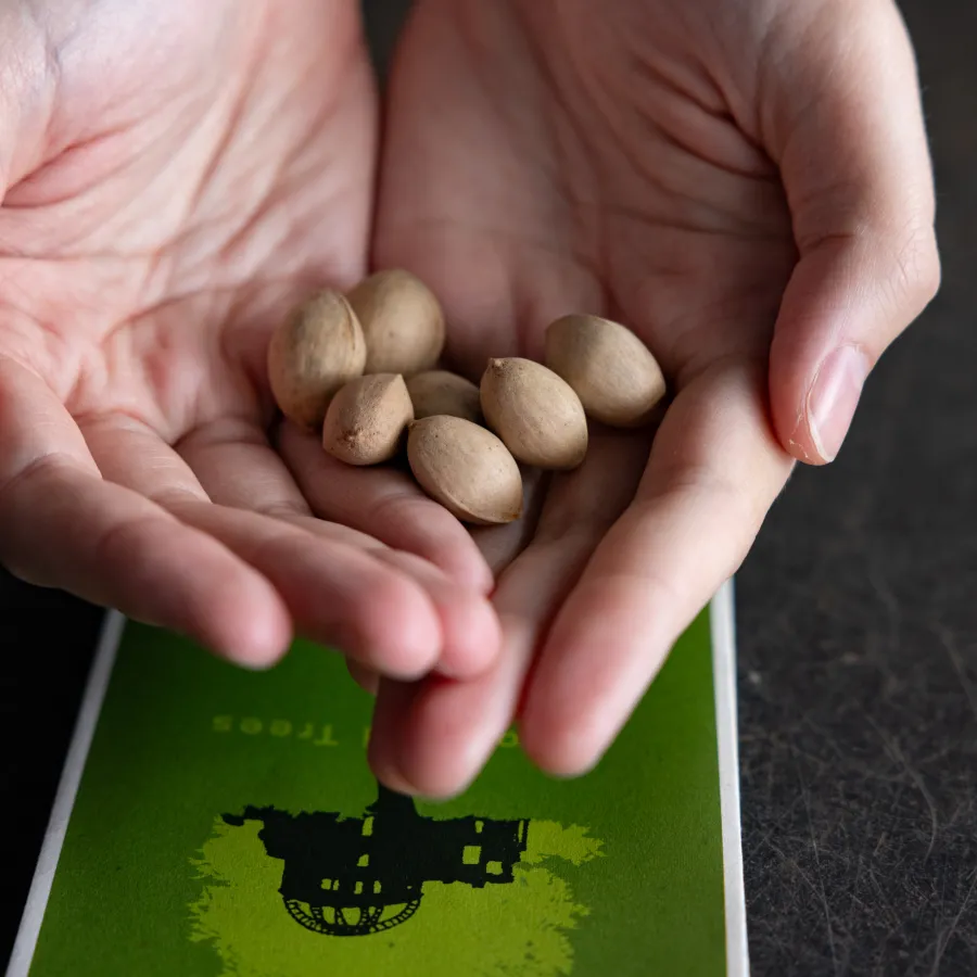 Hands hold seven tan ginkgo seeds from a tree in Hiroshima
