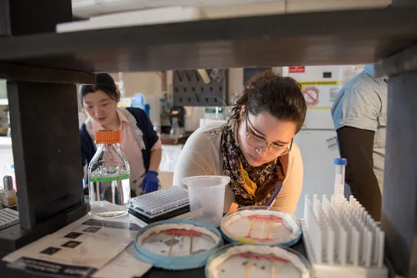 Smith students doing research in Prof. Michael Barresi's zebrafish lab.