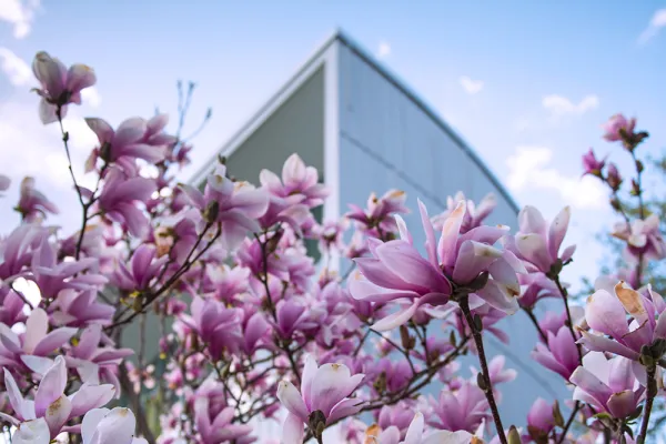 Pink blossoms on a flowering tree in front of the campus center