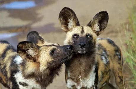 Two African wild dogs