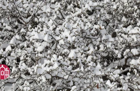 Close-up of a snowy tree on campus