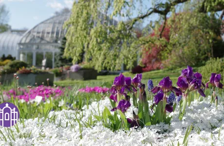 Zoom photo - flowers by the botanic garden greenhouses