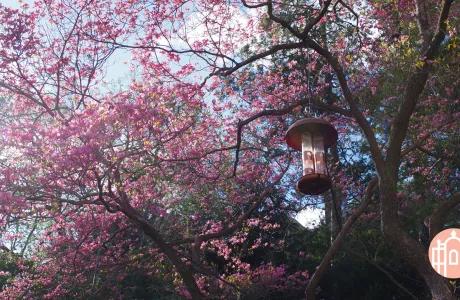 Zoom photo - blooming tree with bird feeder