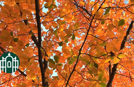 Photo of fall foliage