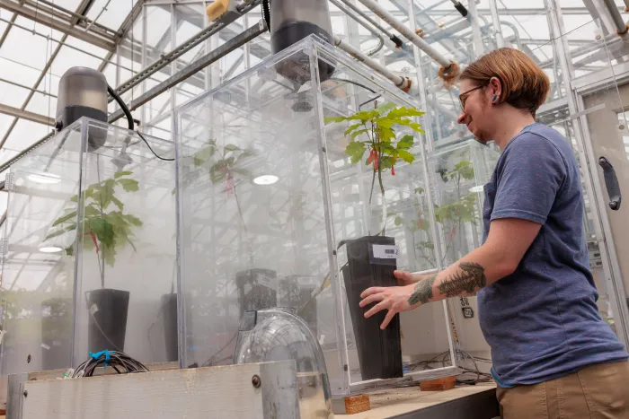 Avery Maltz '25 researching the function of valley fog on forests in Central Appalachia as part of Sybil Gotsch's Forest Ecophysiology Lab at the University of Kentucky. Photo by Matt Barton/ UK College of Agriculture