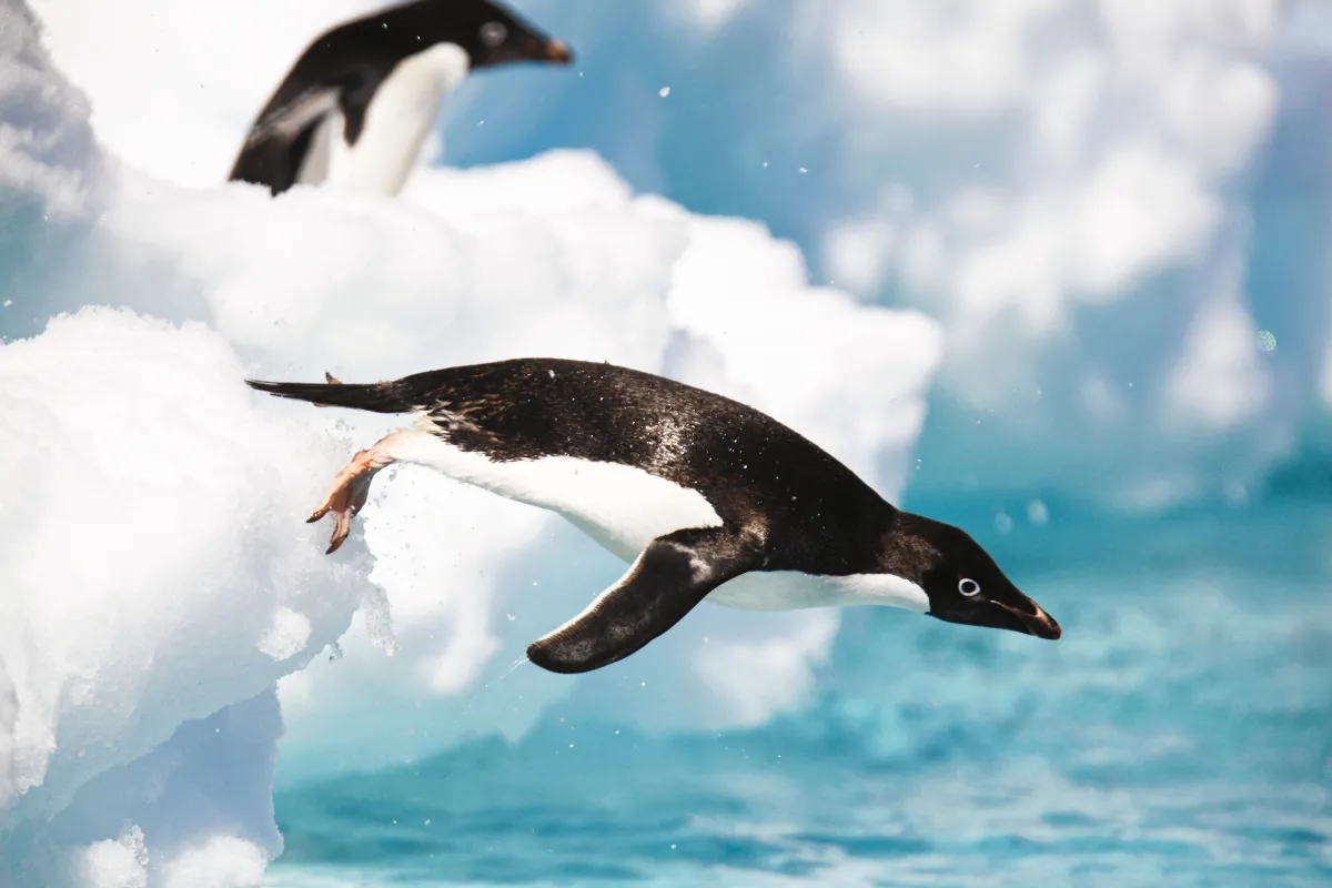 A penguin jumping off ice into the water