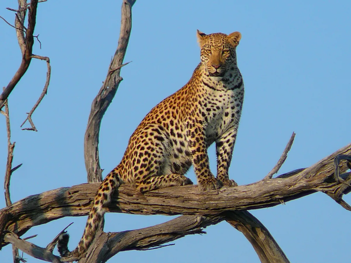 A leopard sits in a tree in Botswana