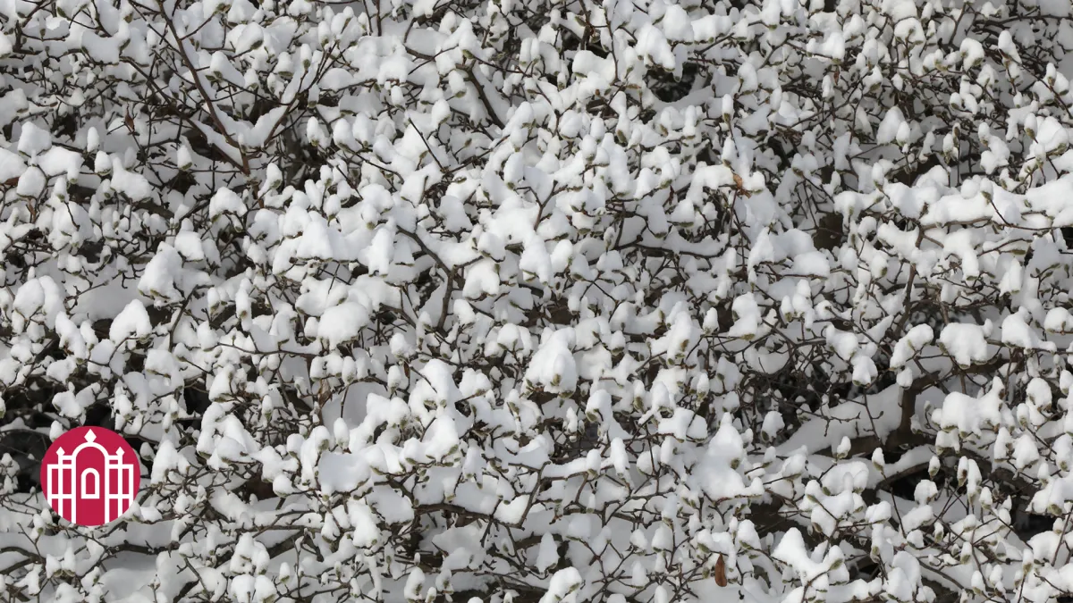 Close-up of a snowy tree on campus