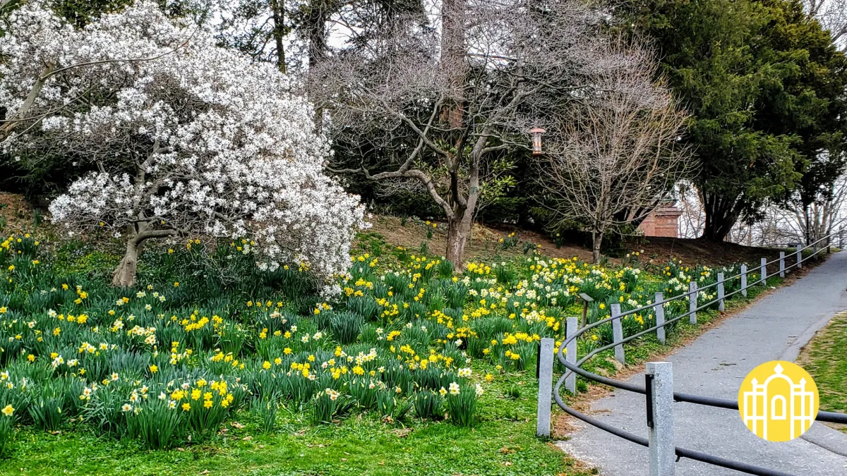 Zoom photo - Daffodil hill in spring