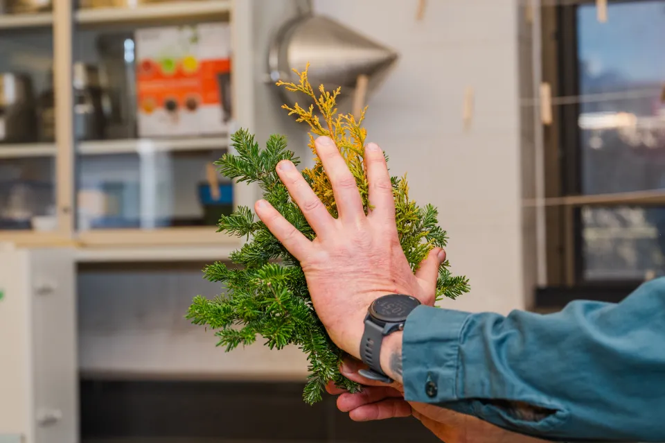 Dave Dion holds his hand to a bundle of evergreens to demonstrate size
