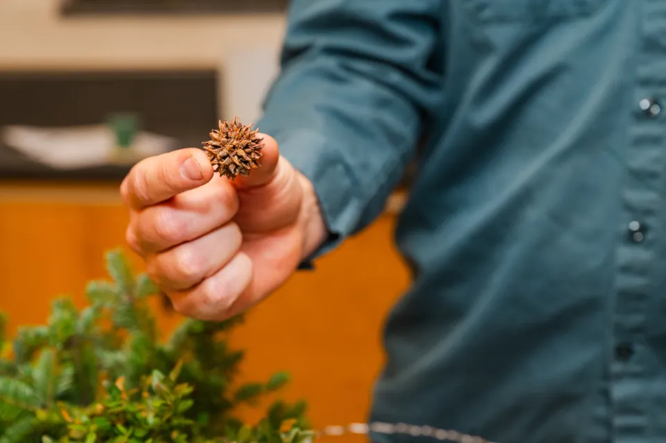 Dave Dion's hands as he holds out a sweetgum