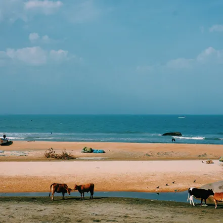 Haiqing Zhang, South India